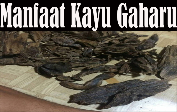 Manfaat Kayu Gaharu