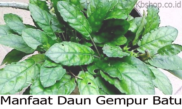 Manfaat Daun Gempur Batu