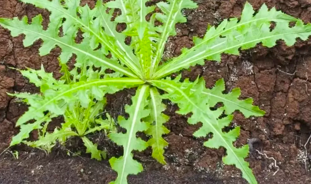 Manfaat Daun Tempuyung untuk Batu Ginjal