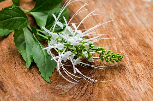 Daun Kumis Kucing untuk Diabetes